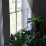 9676 FM 2676.Dining Room Window and Plant.July 24th.Mak