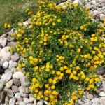 Hubert Weynand - by Rouda - 20240701(5)