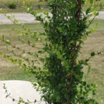 Hubert Weynand - by Rouda - 20240701(6)